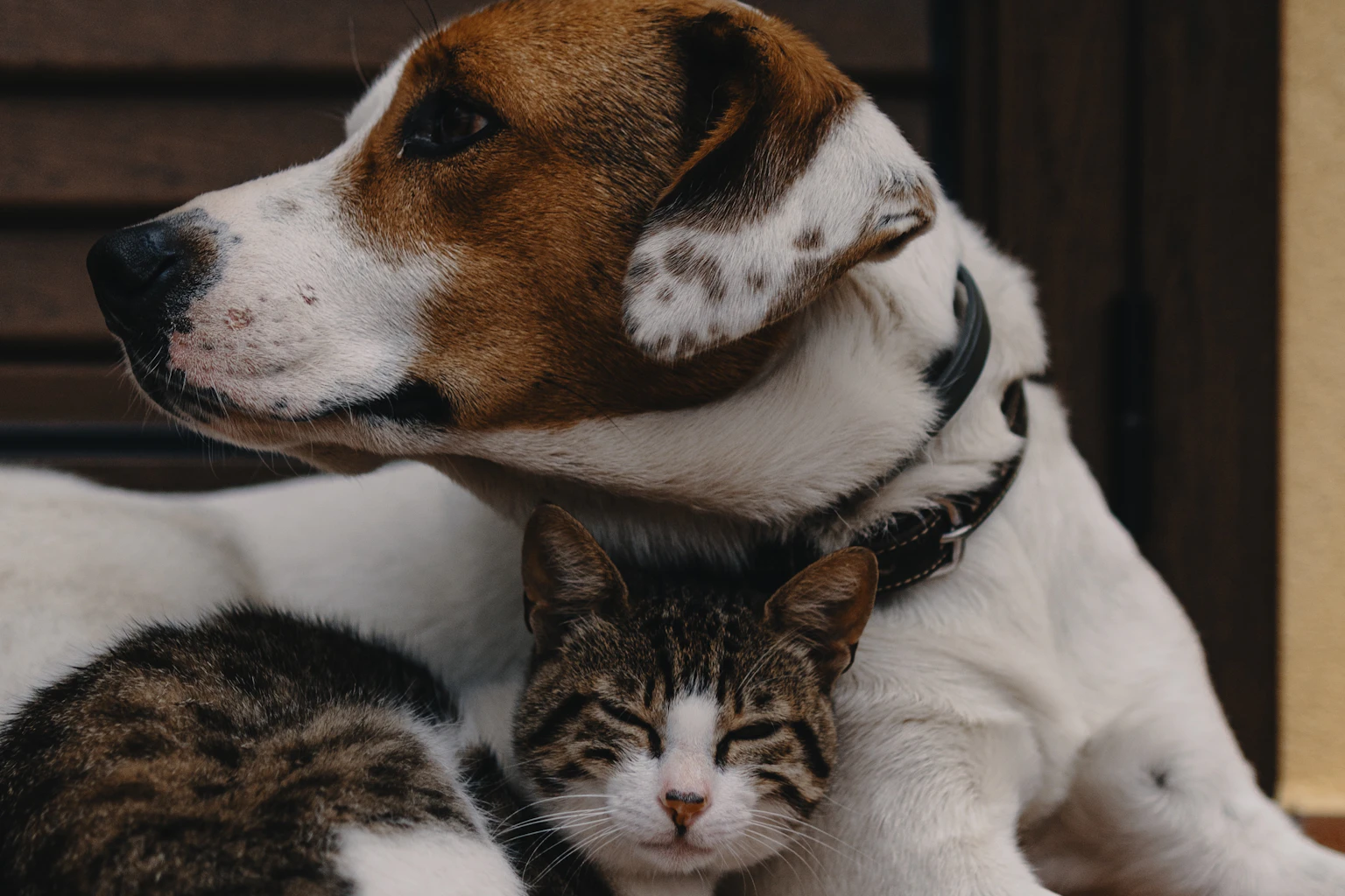 Bringing a Pet to Qatar: Import Permit, Vaccines and Banned Breeds